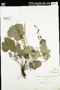 Heuchera richardsonii image