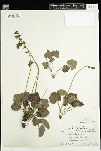 Heuchera richardsonii var. richardsonii image