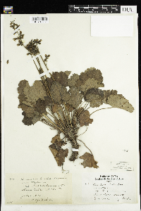 Heuchera richardsonii var. richardsonii image