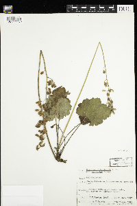 Heuchera richardsonii image