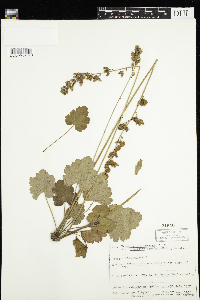 Heuchera richardsonii image