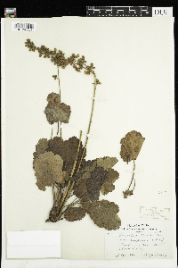 Heuchera richardsonii image