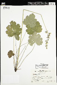 Heuchera richardsonii image