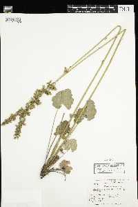 Heuchera richardsonii image