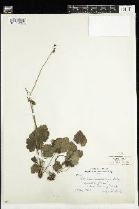 Heuchera richardsonii image