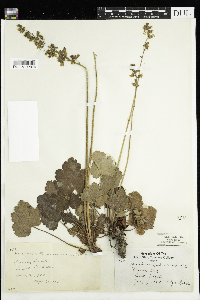 Heuchera richardsonii image