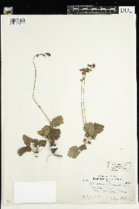 Heuchera richardsonii image