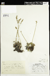 Heuchera parvifolia image