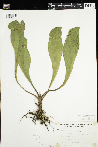 Sarracenia purpurea image