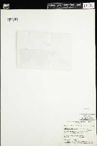 Image of Chrysosplenium tetrandrum