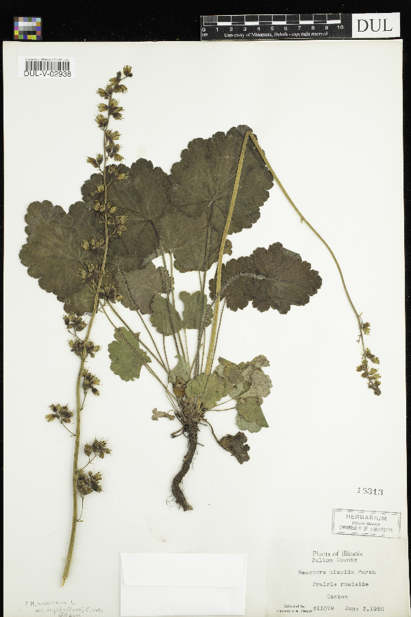 Heuchera americana var. hispida image