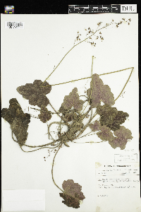Heuchera americana image