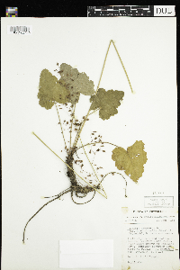 Heuchera americana image