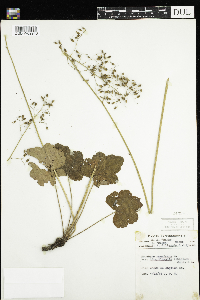 Heuchera americana image