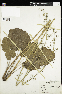 Heuchera americana image
