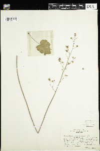 Heuchera americana image