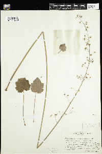 Heuchera americana image