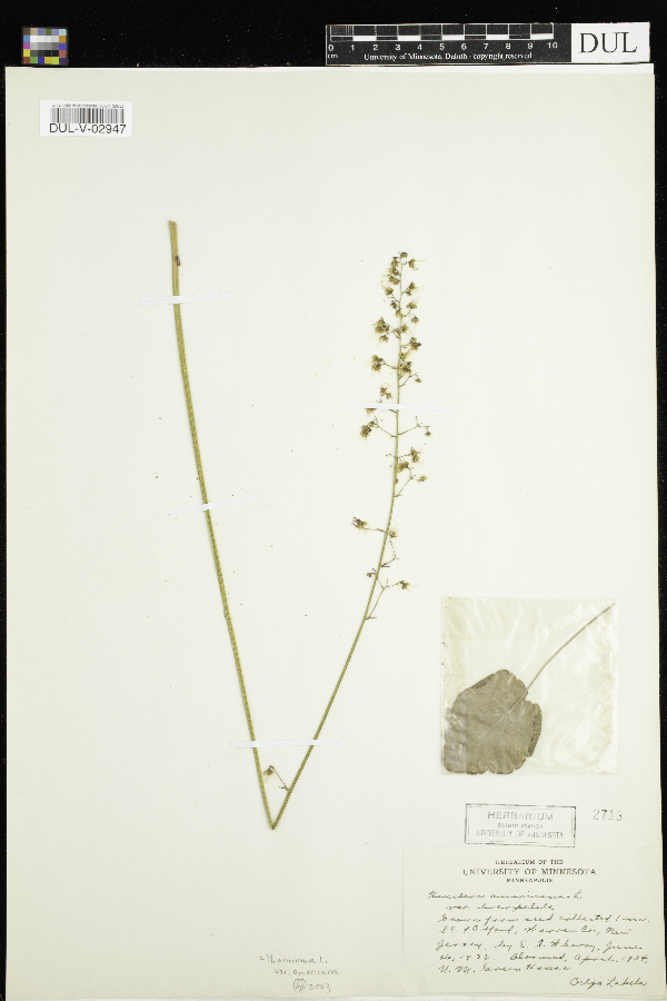 Heuchera americana image