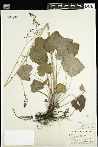 Heuchera americana image