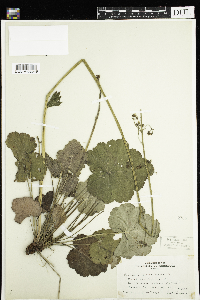 Heuchera americana image