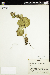 Image of Boykinia richardsonii