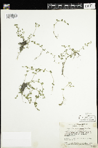 Chrysosplenium americanum image