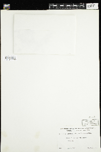 Chrysosplenium americanum image
