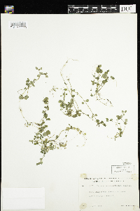 Chrysosplenium americanum image