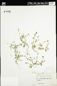Chrysosplenium americanum image