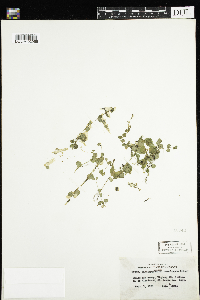 Chrysosplenium americanum image