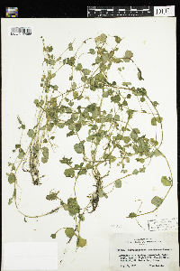Chrysosplenium americanum image