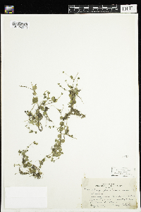 Chrysosplenium americanum image