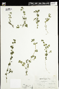 Chrysosplenium americanum image