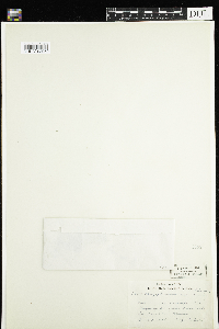 Chrysosplenium americanum image
