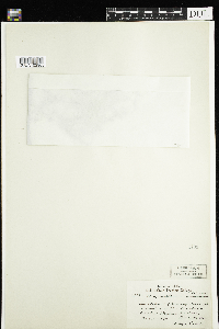 Chrysosplenium americanum image