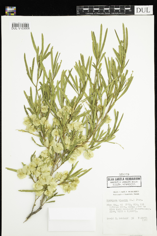 Dodonaea viscosa image