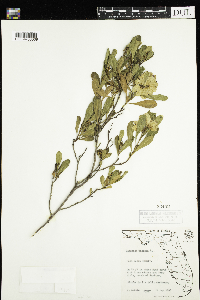 Dodonaea viscosa image
