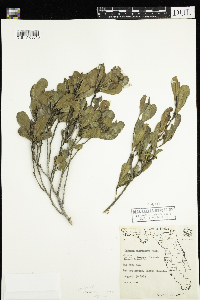 Dodonaea viscosa image