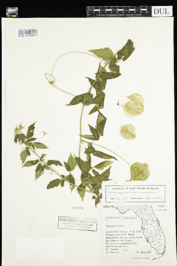 Cardiospermum corindum image