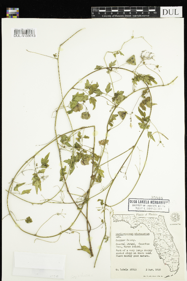 Cardiospermum microcarpum image