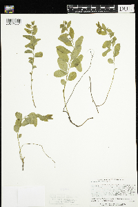 Geocaulon lividum image