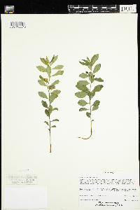 Geocaulon lividum image