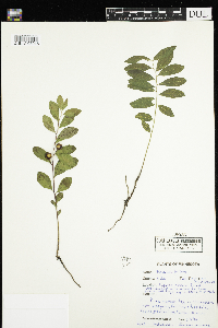 Geocaulon lividum image