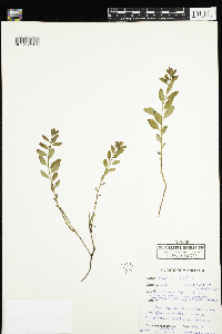Geocaulon lividum image
