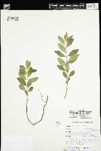 Geocaulon lividum image