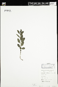 Geocaulon lividum image