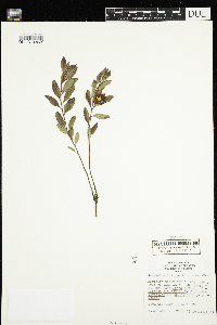 Geocaulon lividum image