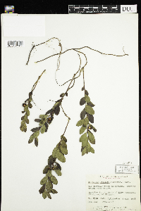 Geocaulon lividum image