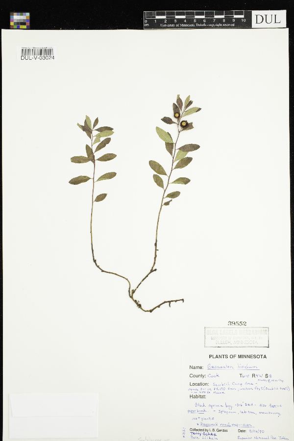Geocaulon lividum image