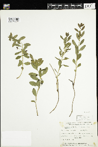 Geocaulon lividum image